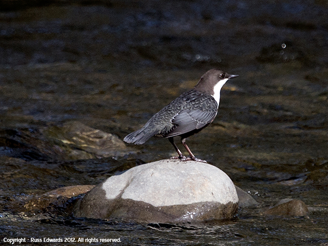 dipper
